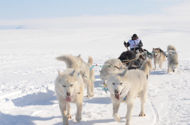 Уникальная арктическая гонка на собачьих упряжках «Надежда» стартовала на Чукотке